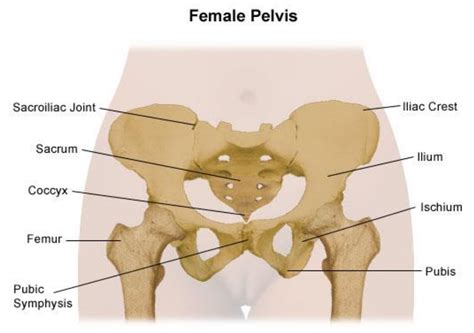 Back and Pelvic Girdle Pain in Pregnancy Advice and Exercise - Milton Keynes University Hospital