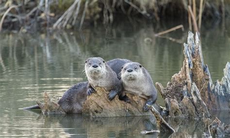 grand river OH otters - AOL Image Search Results in 2020 | Cuyahoga valley national park ...