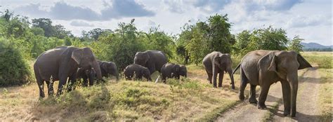 Wildlife Tour of Sri Lanka – Tropical Asia Tours