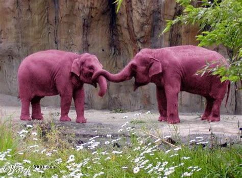 The best way out is through...: Pink Elephants