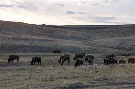 Taken For Granted: American Bison Herd