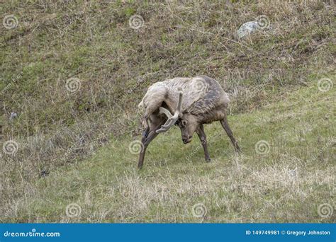 Elk Getting Rid of Antler Velvet Stock Image - Image of mammal, buck ...