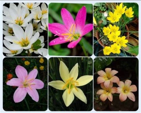 Rain Lily- Set of 12 Bulbs( 6 Different Color Varieties ) - Urban Gardens