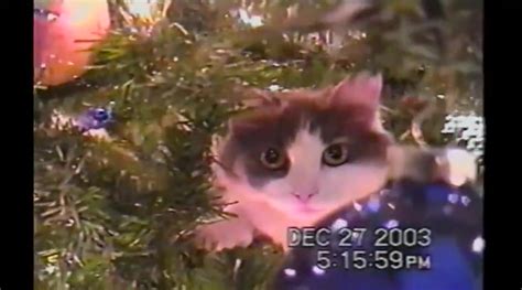 Cats Can't Resist Climbing Christmas Trees - Video