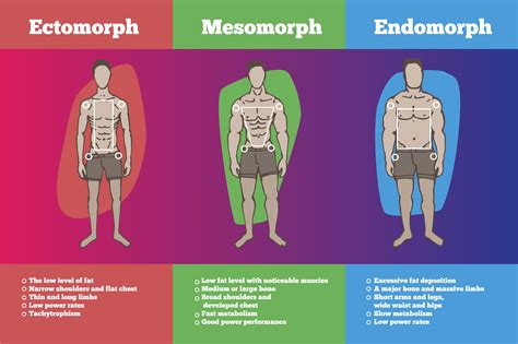 best exercise for ectomorph male > OFF-72%