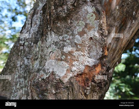 Cinnamon tree bark hi-res stock photography and images - Alamy