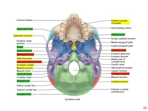 stylomastoid foramen - Kërkimi Google | Anatomy class, Anatomy and physiology, Anatomy