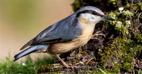 Eurasian Nuthatch - A-Z Animals