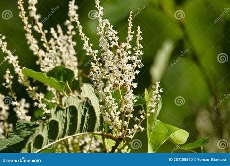 Fallopia Japonica Japanese Knotweed Flowers. Stock Photo - Image of flowers, bloom: 257200540