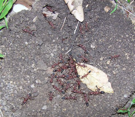 Our Backyard Bull Ant Nest, 'Myrmecia forficata' | They're b… | Flickr