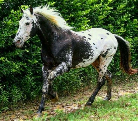 Pin by Tamie Cope on 27 Aqui hermosos Caballos | Rare horses, Unusual ...