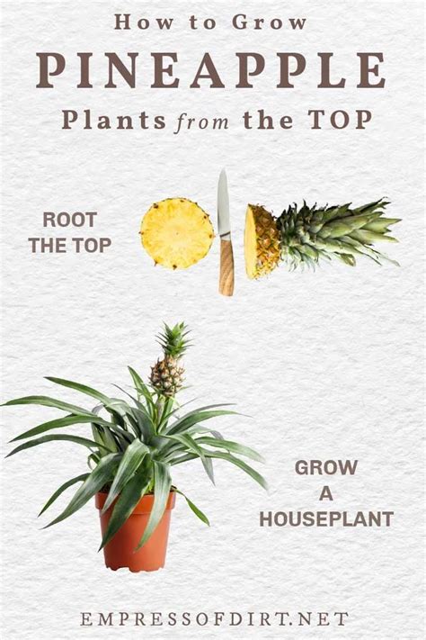 How To Plant a Pineapple Top (Tutorial With Pictures)