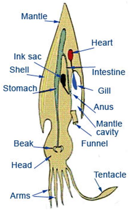 Molluscs of Australia