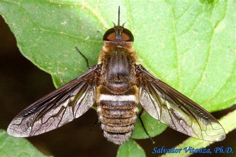 Diptera-Bombyliidae-Exoprosopa rostrifera-Bee Flies (A) - Urban Programs - El Paso County