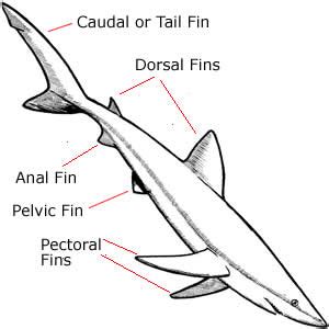 Chondrichthyes - Rocka, haj, rockor och chimärer | Wildlife Journal ...