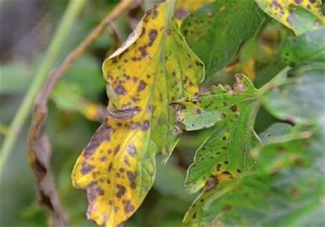 Early leaf blight disease identification, control, prevention