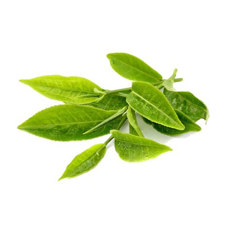 Green Tea Leaves Transparent Background - PNG Mart