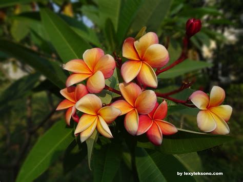 Frangipani flowers (bunga kamboja) around my house | Bunga kamboja, Frangipani flower, Frangipani