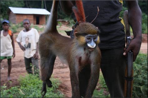 Bushmeat Hunting Drives Biodiversity Declines in Central Africa | Nicholas School of the Environment