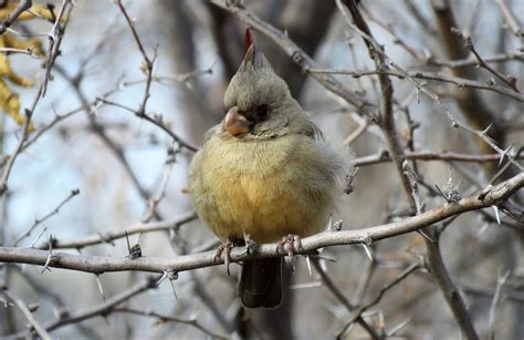 Pyrrhuloxia Female | National wildlife refuge, Nature photography ...