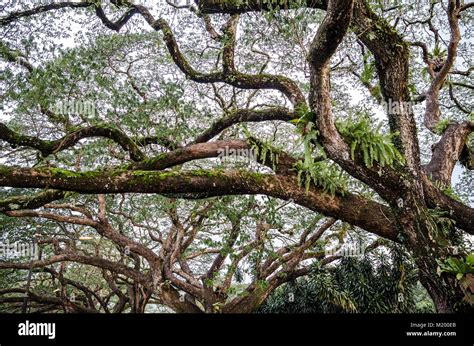 Old birch tree with long branches - Branches of a big tree Stock Photo - Alamy