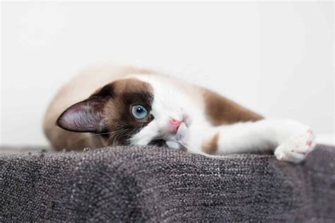 5 Best Snowshoe Cat Breeders -Quality Over Quantity