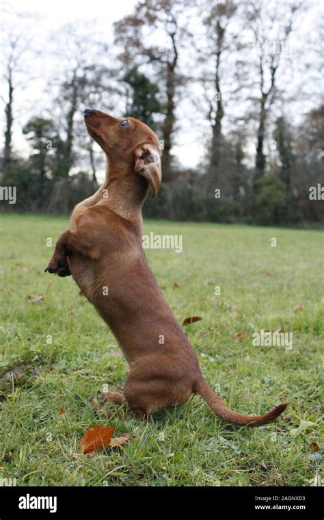 A Miniature Dachshund training Stock Photo - Alamy