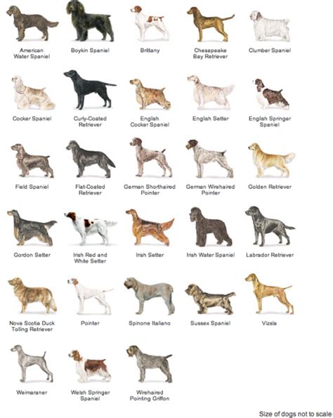 What Dog Breeds Are In The Sporting Group