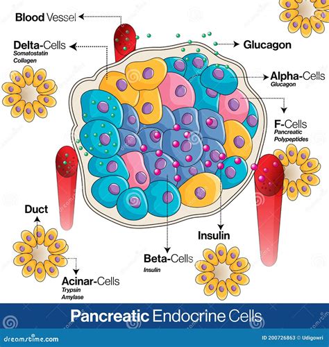 Anatomia Delle Cellule Endocrine Pancreatiche Che Mostra Le Cellule ...