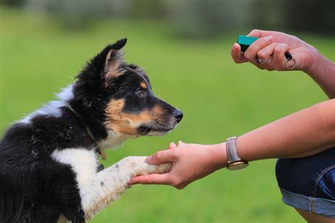 Clicker Training 101: It Really Worked for My Puppy | GearJunkie