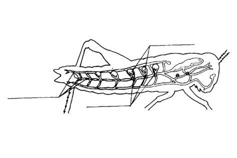 Insect Respiratory System Diagram | Quizlet