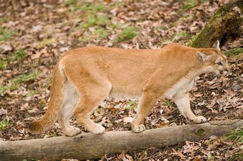 MDC confirms female mountain lion in Shannon County | ksdk.com