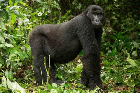 Eastern Lowland Gorilla | Kibale National Park