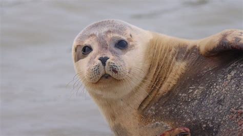 Norfolk rescued orphaned seal found relaxing on French beach - BBC News