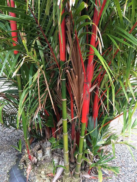 Cyrtostachys renda (Red Sealing Wax Palm)