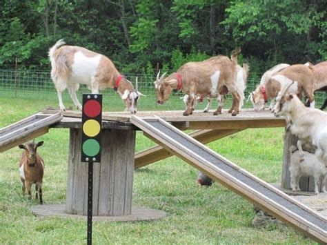 Goat Playground | Goat playground, Pygmy goat, Goats