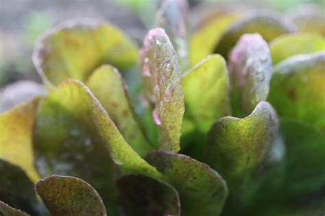 Premium Photo | Close-up of succulent plant