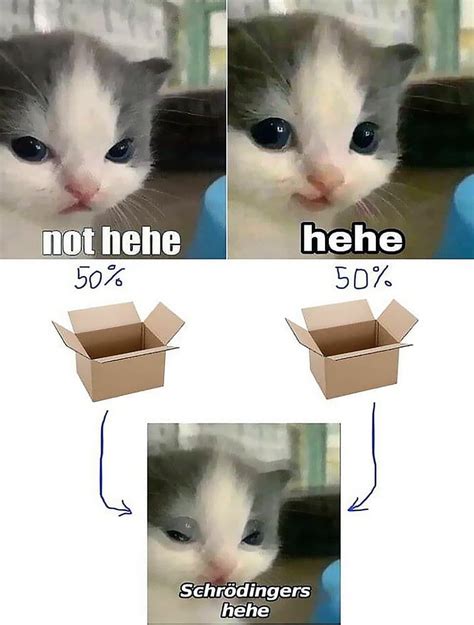 Schrödinger's Hehe Graph | Hehe Cat | Know Your Meme