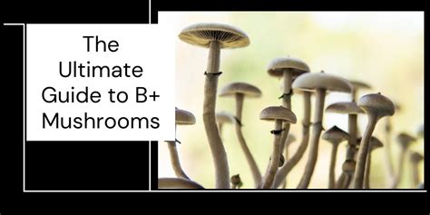 The Ultimate Guide to Psilocybe Cubensis B+ Mushrooms