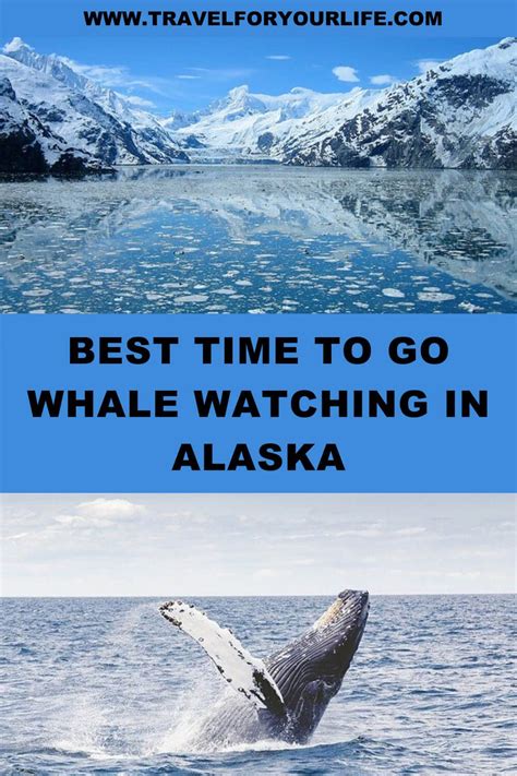 Best Time to Go Whale Watching in Alaska | Alaska travel cruise, Whale watching, Whale watching ...