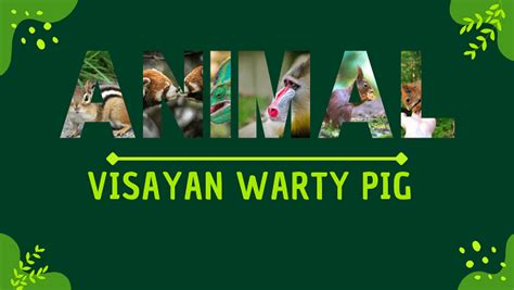 Visayan Warty Pig | Facts, Diet, Habitat & Pictures