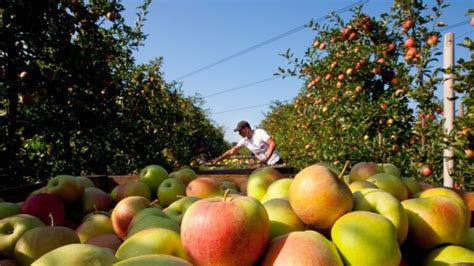 Apple season in Poland: high harvest, high prices • EastFruit