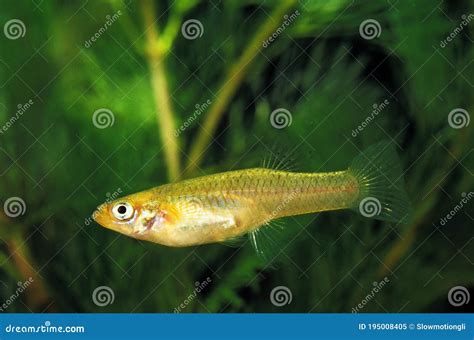 Mosquito Fish, Gambusia Affinis Stock Image - Image of plant, adult ...