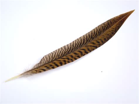 Golden Pheasant Side Tail Feather Natural – Jaffe