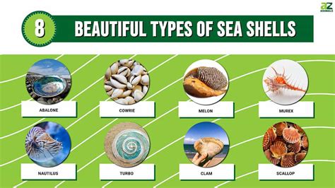 Types Of Seashells For Kids