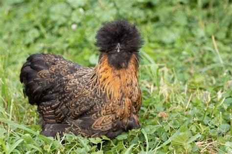 Silkie Chicken Breed Guide — Practical Self Reliance