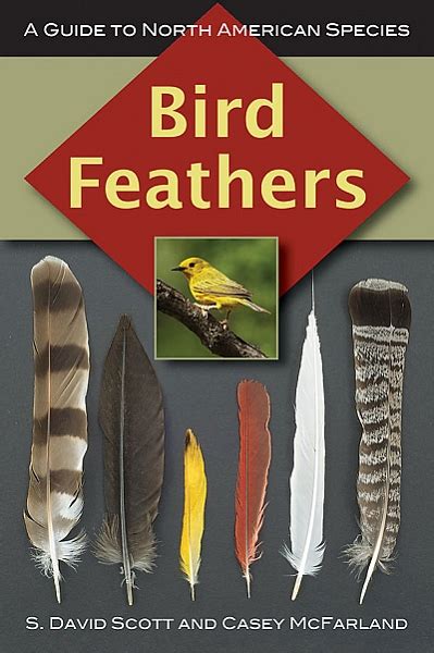 Bird Feathers, Bird Feather Identification Guide To North Ameican Species