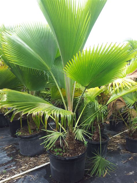 Rare Island Tropical Foliage Homestead - Fiji Fan Palm Tree 7 Gallon to 45 gallon Redlands ...