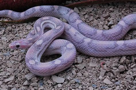 24 Beautiful Corn Snake Morphs, Colors and Prices (With Pictures ...