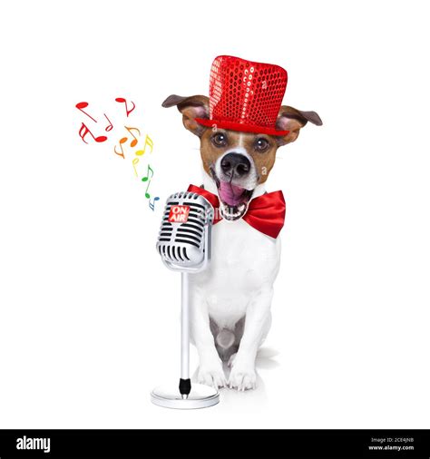 dog singing with microphone Stock Photo - Alamy